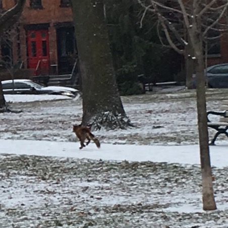 Image of fox running in Riverdale Park West