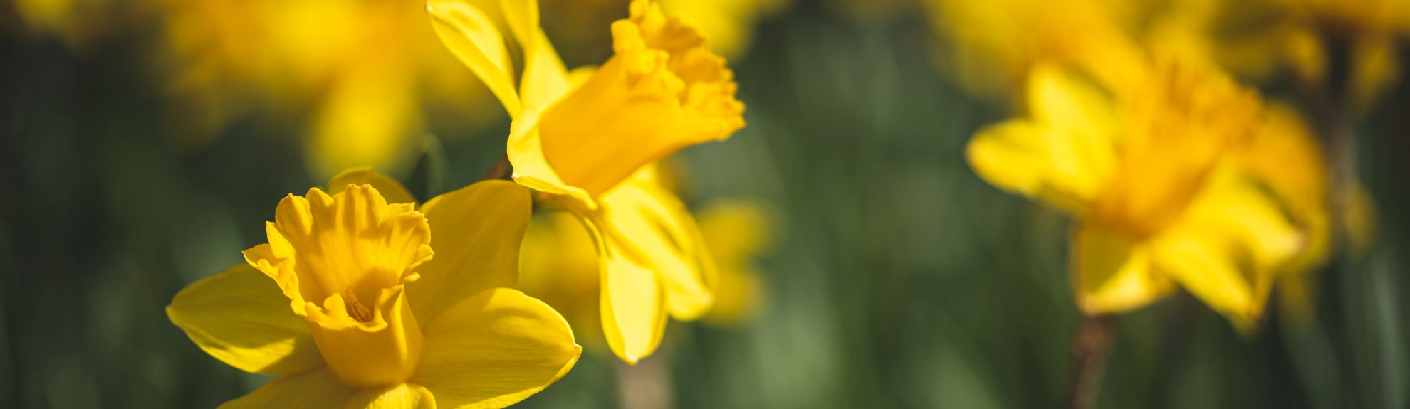 Cabbagetown Spring CleanUp Cabbagetown Residents Association CRA